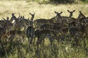 John’s Camp, Mana Pools National Park