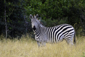John’s Camp, Mana Pools National Park