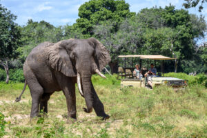 John’s Camp, Mana Pools National Park