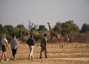 Kakuli Camp, South Luangwa National Park