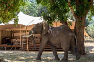 Little Ruckomechi, Mana Pools National Park