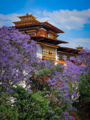 Punakha Dzong Temple During Purple Jacaranda Blossoming Season | Luxury Bhutan Holidays | The Ultimate Travel Company
