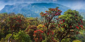 Ancient Rhododendron Forest with Views of the Himalayas | Luxury Bhutan Holidays | The Ultimate Travel Company