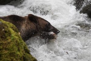 Spirit Bear Lodge | Canada | Ultimate Travel Company