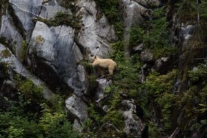 Spirit Bear Lodge | Canada | Ultimate Travel Company