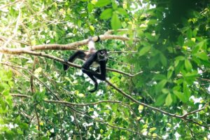 Tikal | Spider Monkey | The Ultimate Travel Company