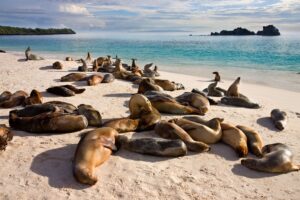 Seals on the Beach of the Galapagos Islands Seen on Galapagos Holidays | Galapagos Islands Cruises | The Ultimate Travel Company