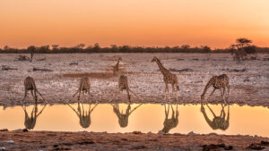 Safarihoek Lodge, Etosha Heights Private Reserve