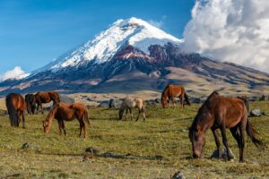 Parque Nacional Cotopaxi | Luxury Ecuador and Galapagos Holidays | The Ultimate Travel Company