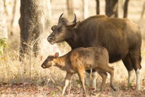 Satpura National Park | India | The Ultimate Travel Company