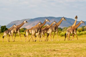 Giraffes | Luxury Zambia Safari Holidays | The Ultimate Travel Company