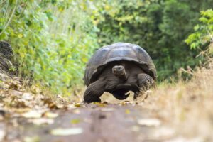 Giant Tortoise | Luxury Galapagos Islands Holidays | The Ultimate Travel Company