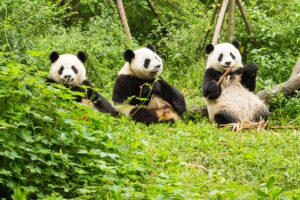 Chengdu, China | The Ultimate Travel Company
