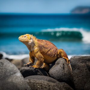 Iguana | Luxury Galapagos Islands Holidays | The Ultimate Travel Company