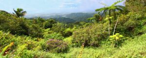 Beautiful View of the Tropical Forests in Puerto Rico | Luxury Puerto Rico Holidays | The Ultimate Travel Company