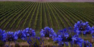 Breckenridge Lodge, Napier | New Zealand | Flower in a vineyard | The Ultimate Travel Company