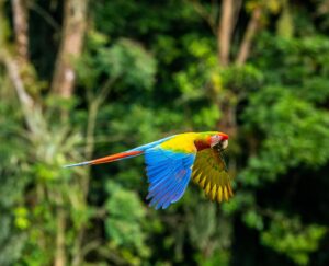 Costa Rica | Macaw | The Ultimate Travel Company