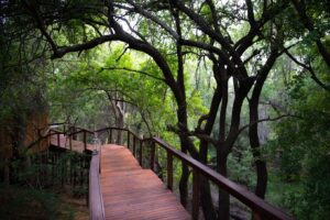 Jaci’s Lodges, Madikwe | South Africa | Ultimate Travel Company