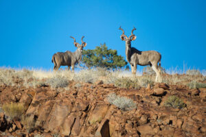 Palmwag Concession, Damaraland | Luxury Namibia Holidays | The Ultimate Travel Company