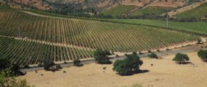 La Casona At Matetic Vineyards | Wine Region | Ultimate Travel Company