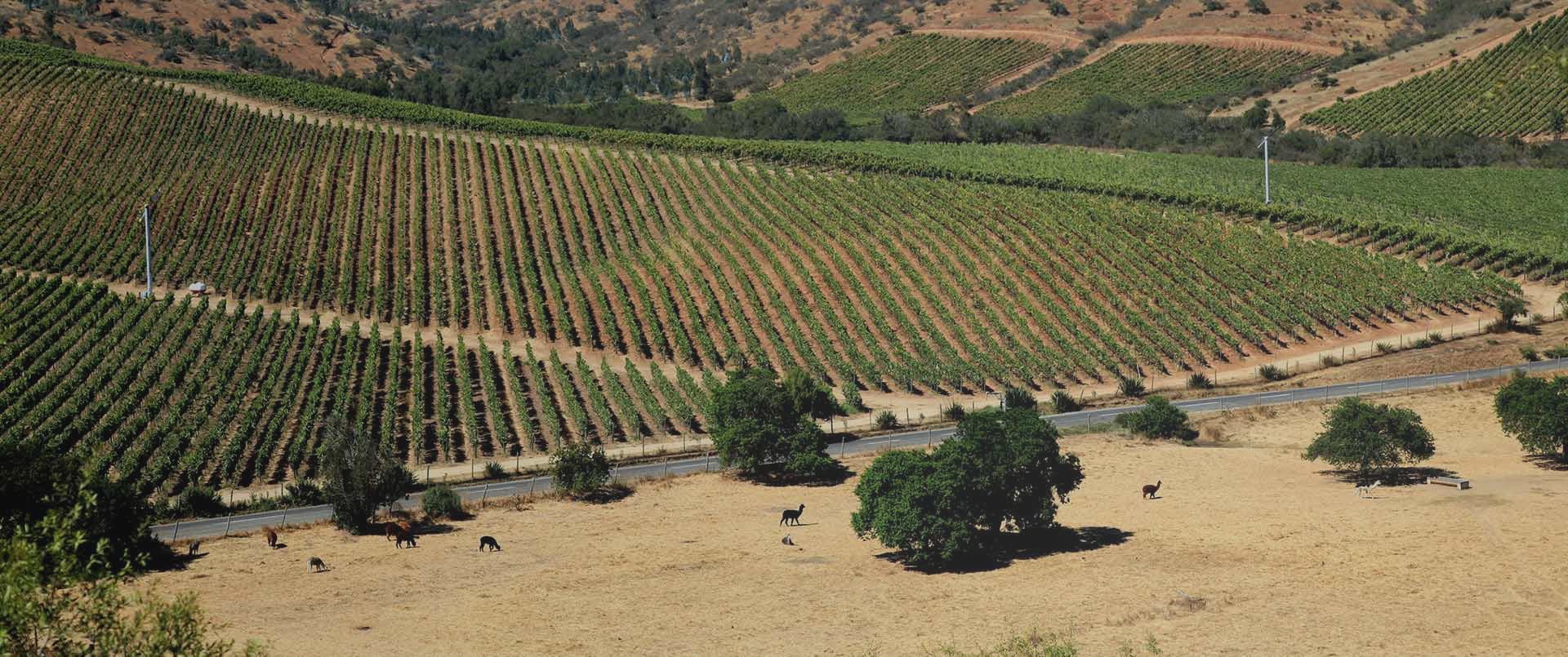 La Casona At Matetic Vineyards | Wine Region | Ultimate Travel Company