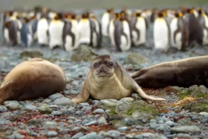 Baby Seal with Penguins in the Background | Antarctica Cruises | Antarctica Holidays | The Ultimate Travel Company