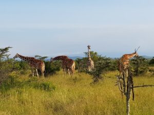 Kicheche Laikipia Camp, Laikipia | Ultimate Travel Company