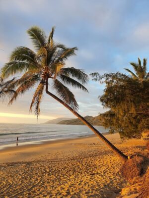 Thala Beach Nature Reserve, Port Douglas | Bridge & Wickers