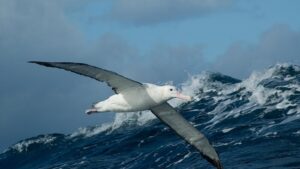 The Ocean Albatros | Ultimate Travel Co | Tailor Made Holidays