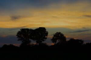 Mombo Camp, Okavango | Ultimate Travel Company