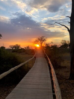 Mombo Camp, Okavango | Ultimate Travel Company