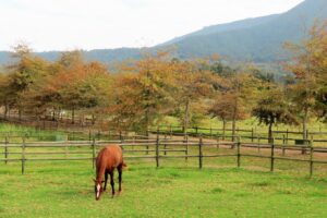 Kurland Hotel, Plettenburg Bay | Ultimate Travel Company