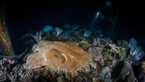 Komodo Resort & Diving Club | Indonesia | Ultimate Travel Co