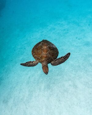 Heron Island Resort, Heron Island | Ultimate Travel Company