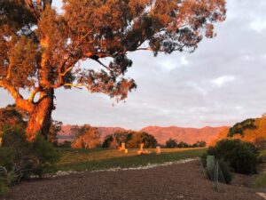 Meringa Springs, Grampians National Park | Ultimate Travel Co