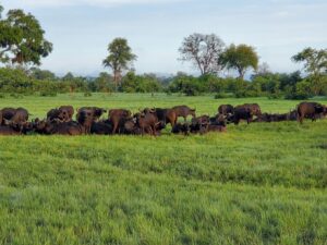 Splash Camp, Okavango Delta | Ultimate Travel Company