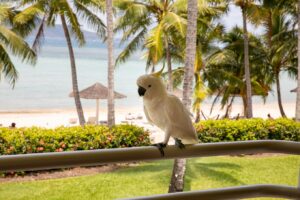Hamilton Island Beach Club, Australia | Ultimate Travel Company