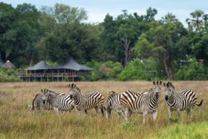 Mombo Camp, Okavango | Ultimate Travel Company