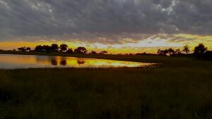 Pom Pom Camp, Okavango Delta Safari | Ultimate Travel Company