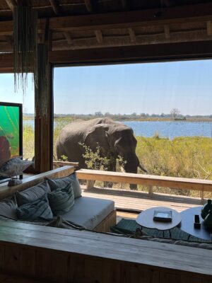Vumbura Plains Camp, Okavango Delta | Ultimate Travel Company