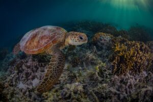 Heron Island Resort, Heron Island | Ultimate Travel Company