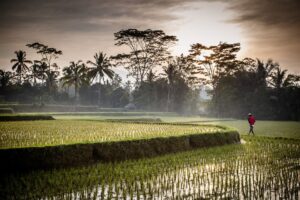 A Balinese Rice Farmer on a Rice Terrace near Ubud in Bali in the morning | Indonesia Holidays | The Ultimate Travel Company