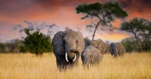Elephants in Tarangire National Park | Tanzania Safaris | Tanzania Holidays | The Ultimate Travel Company