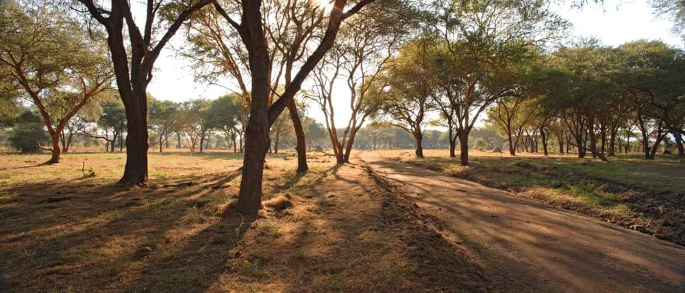 JONGOMERO, RUAHA NATIONAL PARK | Africa | Trees | The Ultimate Travel Company