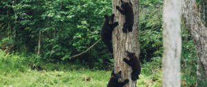 Acadieville Bears in New Brunswick | Luxury Canada Holidays | The Ultimate Travel Company
