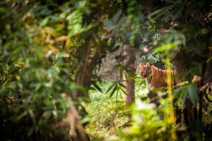 Tiger in the Indian Forest Reserves | Luxury India Holidays | The Ultimate Travel Company