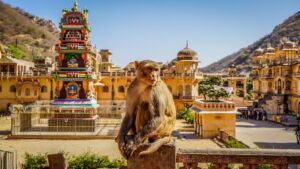 Wildlife in India | Luxury India Holidays | The Ultimate Travel Company