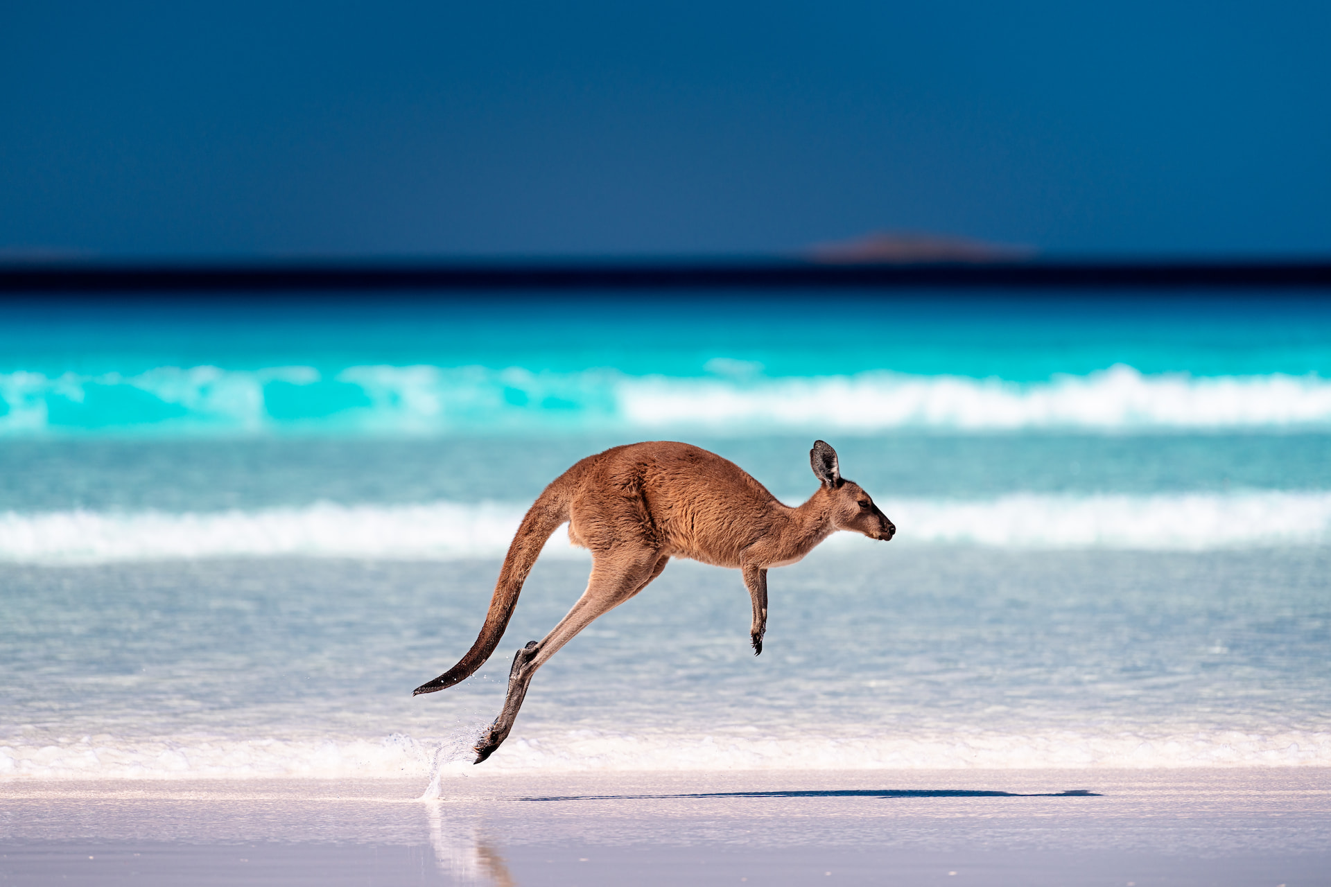 Kangaroo Jumping Across the Beach on Kangaroo Island | Luxury Australia Holidays | The Ultimate Travel Company
