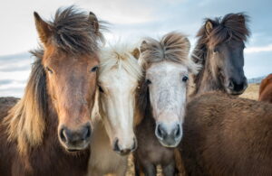 Iceland | Icelandic Horse | The Ultimate Travel Company