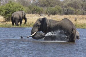 African Elephants Bathing in a River | Luxury Malawi Holidays | The Ultimate Travel Company